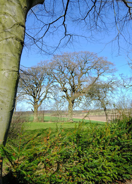 春天的森林照片图片下载