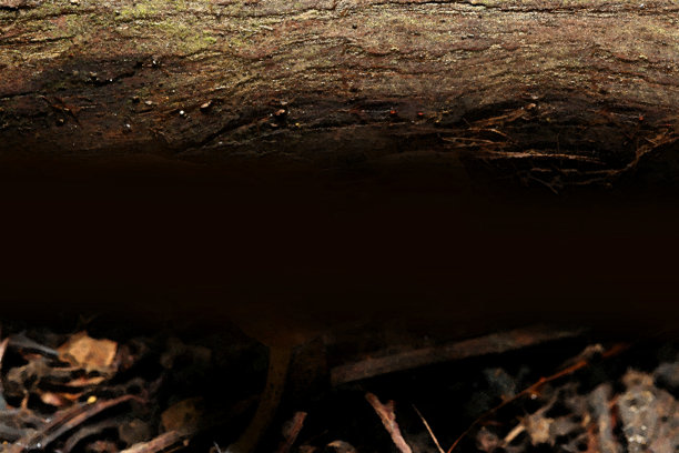 自然棕色双色调图像背景素材，顶部为大树干，中间为黑色背景，底部为森林土壤。图片下载