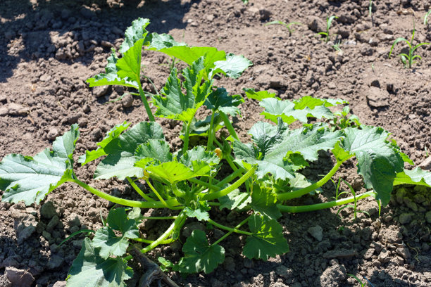 这张照片展示了阳光下年轻的南瓜或西葫芦叶子和茎的特写，生长在黑色土壤上。这反映了蔬菜生长季节的开始和植物的生机。图片下载