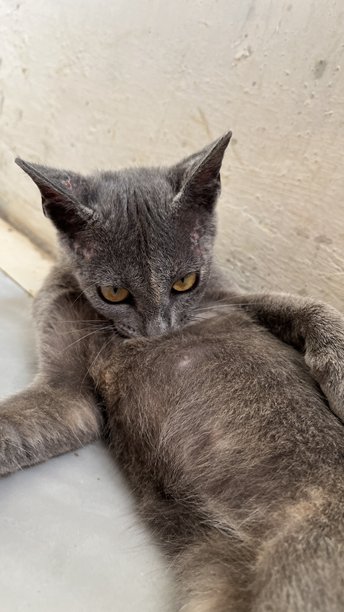 一只可爱的灰色猫咪的照片图片下载