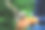 野外幼年猫头鹰特写照片图片下载