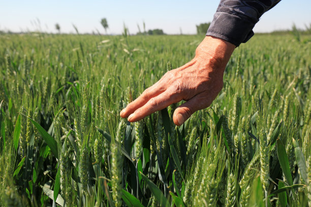手掌触摸小麦，特写照片图片下载