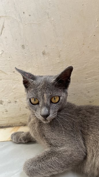 一只可爱的灰色猫咪的照片图片下载