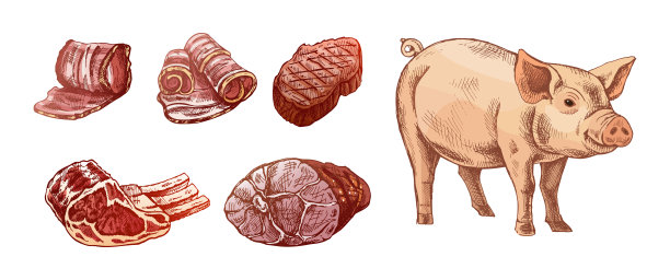 一组手绘彩色肉类素描，包括牛排、火腿、猪肉、培根和肋骨。新鲜肉类产品。用于餐厅菜单和肉店设计的复古雕刻插图。图片下载
