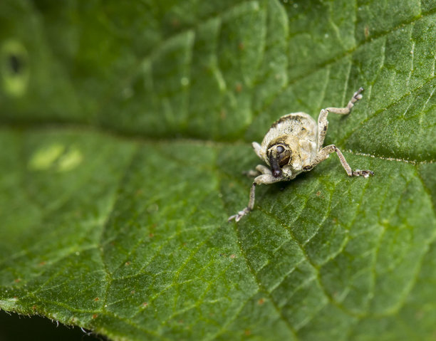 一只象鼻虫坐在绿色叶子上，背景模糊。野生动物。昆虫的微距照片。留有文字空间。象鼻甲虫。甲虫。虫子。象鼻虫科。Adelognatha。Tapeinotus sellatus图片下载