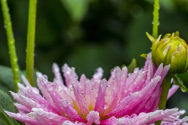 粉色大丽花。自然生长中的花朵彩色照片，带有水滴。特写镜头。模糊背景，带有高光和散景。科罗拉多经典。大丽花。菊科。图片下载