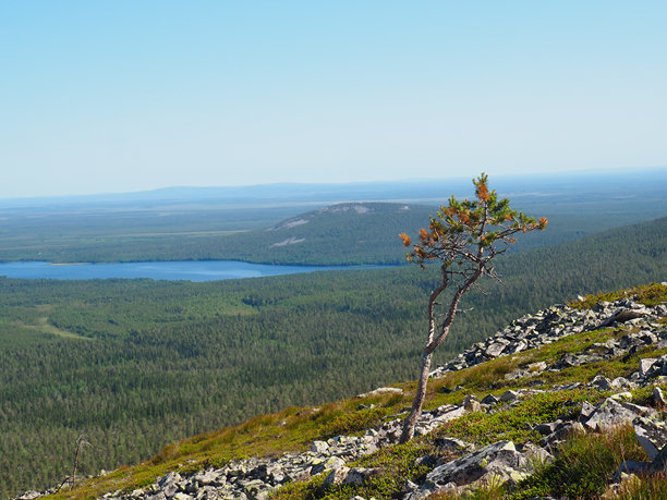 孤独的松树矗立在岩石突起上，俯瞰广阔的森林和远处的湖泊。照片拍摄于芬兰，拉普兰。图片下载