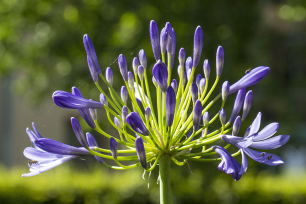 模糊背景中的非洲蓝花，色彩斑斓的花朵照片，散景特效，特写镜头，蓝花，非洲百合。图片下载