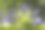 模糊背景中的非洲蓝花，色彩斑斓的花朵照片，散景特效，特写镜头，蓝花，非洲百合。图片下载