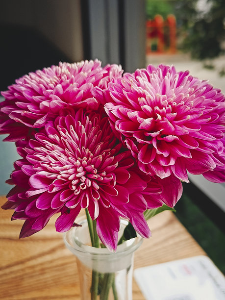 三朵粉色菊花插在花瓶里。特写，竖版照片。图片下载