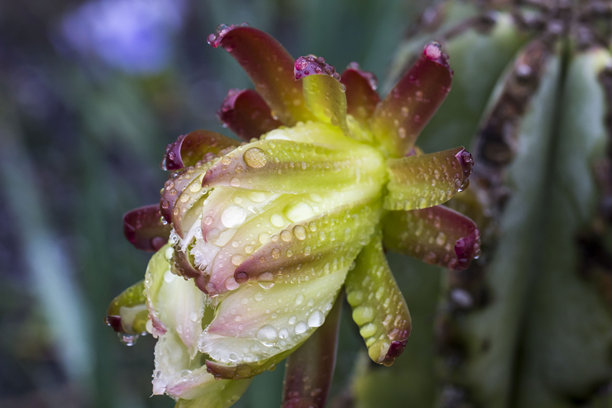火龙果。自然生长中带有水滴的花朵的彩色照片。特写。模糊的背景带有高光和散景。火龙果。Hylocereus。Stenocereus。龙果。图片下载