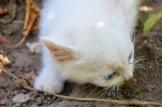 这张照片展示了一只小白猫，蓝色的眼睛好奇地嗅着地面。它对周围世界的探索表现出童年的自发性。图片下载