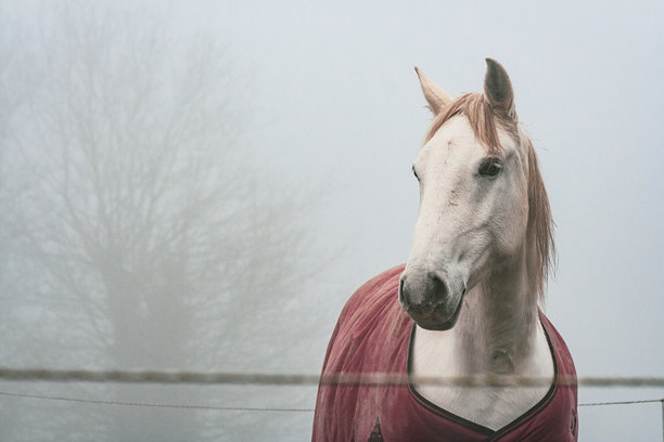 一匹自然白马在田野中，背景有一棵树的侧面照片图片下载