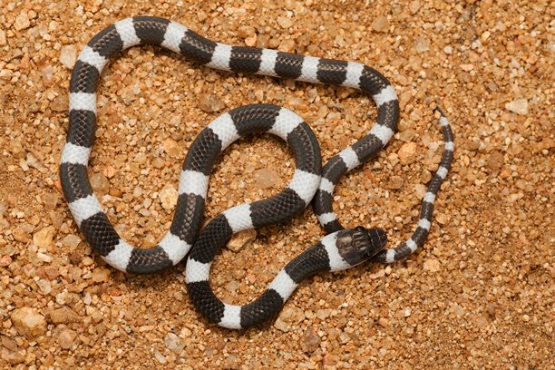 一张捕捉到难得一见的维洛尔新娘蛇（学名：Lycodon nympha）在印度卡纳塔克邦自然栖息地中的照片。图片下载