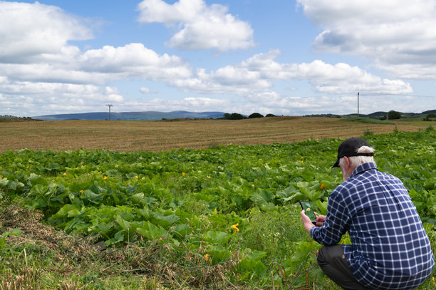 老农民正在拍摄南瓜的照片图片下载