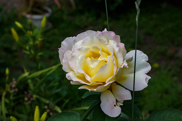 黄色和白色玫瑰特写 — 夏季花卉盛开中的花园杂交茶玫瑰宏观照片，采用自然光照射图片下载