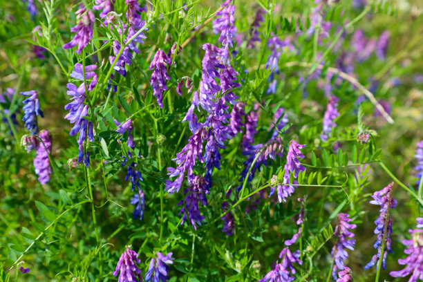这张照片展示了郁郁葱葱的紫色花朵 nestled 在绿色草地中。鲜艳的色彩和细腻的花瓣形成了一幅如画的构图。图片下载