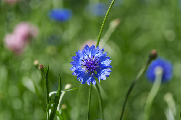 春天盛开的蓝色矢车菊特写照片。图片下载