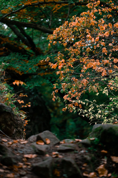 低光秋季森林柔焦橙色树叶黄昏氛围环境空间竖版照片图片下载