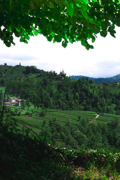 绿茶芽和叶子。茶园背景照片。茶园和蓝天在背景中。土耳其的茶叶种植。土耳其里泽。图片下载