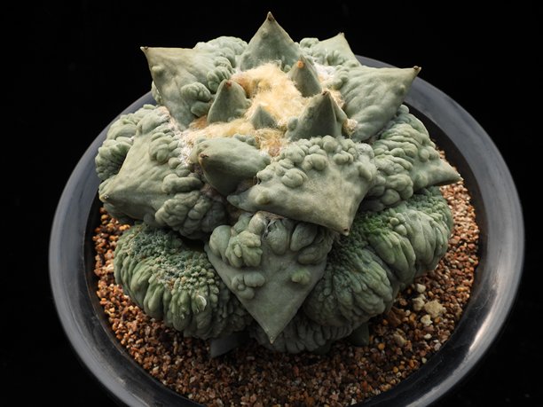 具有厚厚的菜花状块茎和皱纹皮肤的Ariocarpus品种，在韩国栽培。这张图片是Ariocarpus品种系列的一部分。图片下载