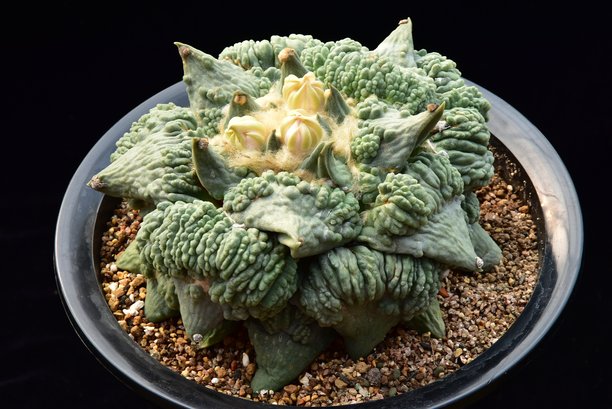 具有厚厚的菜花状块茎和皱纹皮肤的Ariocarpus品种，在韩国栽培。这张图片是Ariocarpus品种系列的一部分。图片下载