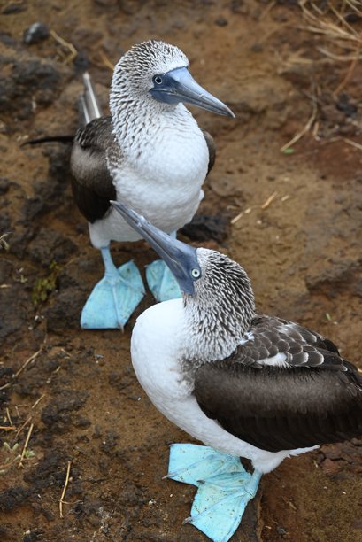 两只蓝脚鲣鸟的特写照片图片下载