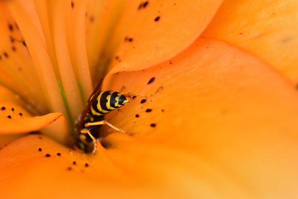 黄蜂在阳光下爬行于鲜艳的橙色百合花瓣上。宏观照片捕捉了昆虫与花朵在花粉传播季节的互动。图片下载
