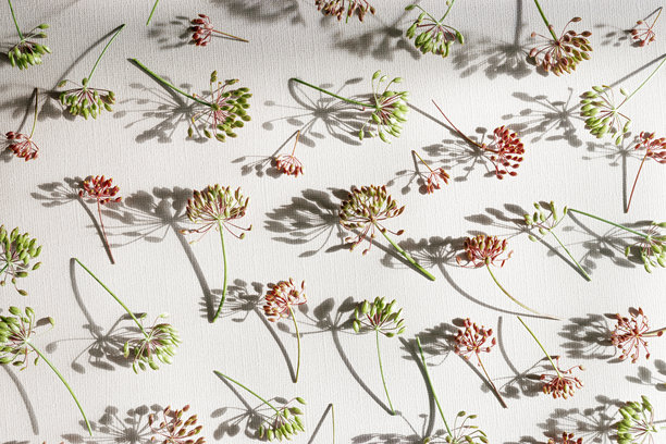 秋季图案特写，开花的莳萝植物作为图案，自然伞形花朵在米色背景上。美学照片展示了香料草药茴香。自然简约的静物，展现了茴香的花序。图片下载