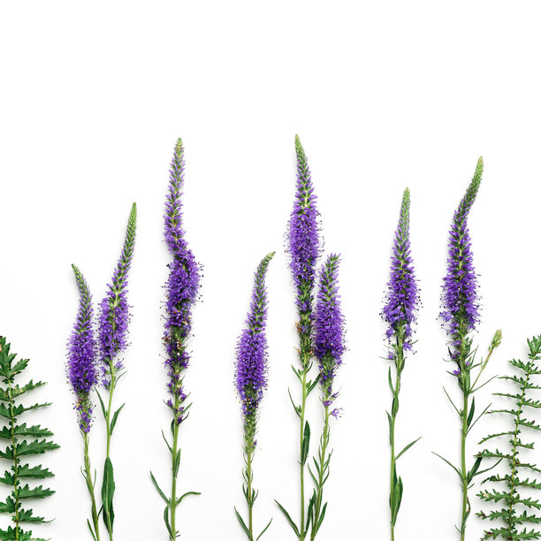 生动的紫色堇菜花朵与绿色叶子在白色背景上的简约俯视图，图形美学花卉布局照片。美丽的自然静物，植物纹理。图片下载