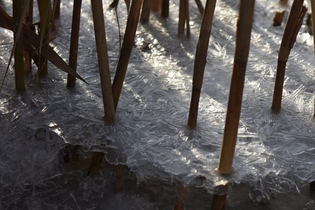 冬季池塘中的冰冻稻草，特写照片图片下载