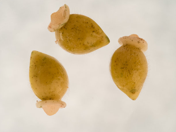 这张微距照片展示了几颗斑点肺草的种子，背景为中性色调。图片下载