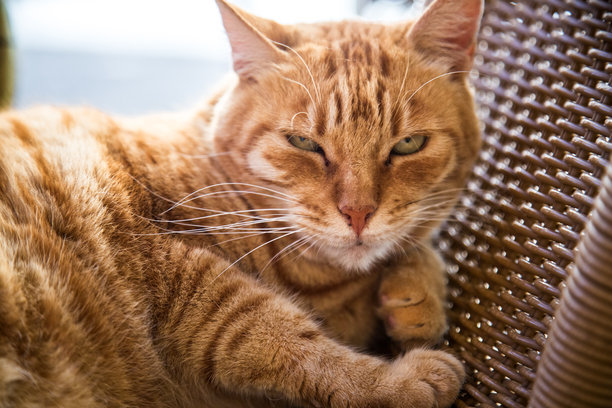 一张详细的特写照片，展示一只猫舒适地躺在椅子上。图片下载