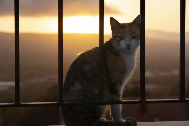 在黑山的猫之都科托尔，一只橙白色的猫（玳瑁猫）在日落时分的照片中，猫在栅栏后面，阳光映照在猫的眼睛里。图片下载