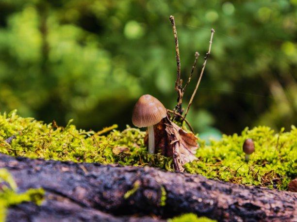 在贝希特斯加登山脉的魔法森林中一朵小蘑菇的照片图片下载