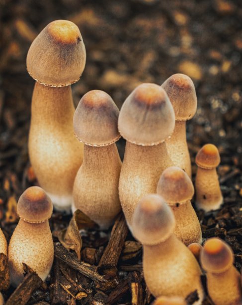 在贝希特斯加登山脉的魔法森林中一朵小蘑菇的照片图片下载