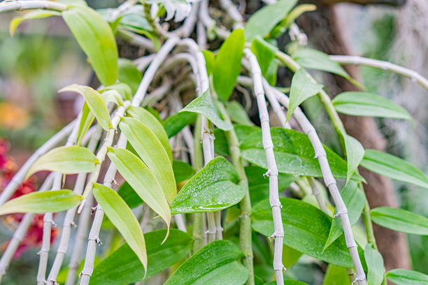 独特兰花的特写，中央柱扭曲，鲜艳的绿色花瓣与背景形成对比，可能是在户外环境中拍摄，照片风格自然。图片下载