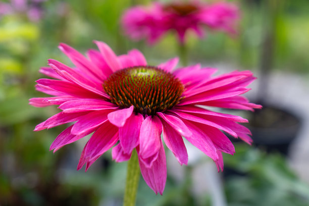 粉色紫锥花的特写照片，药用草本植物和观赏植物盛开状态。图片下载