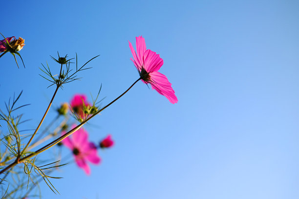 盛开的粉色宇宙花特写，花粉在蓝天阳光下的野花草地中，夏季热带花园的垂直照片留白空间。图片下载