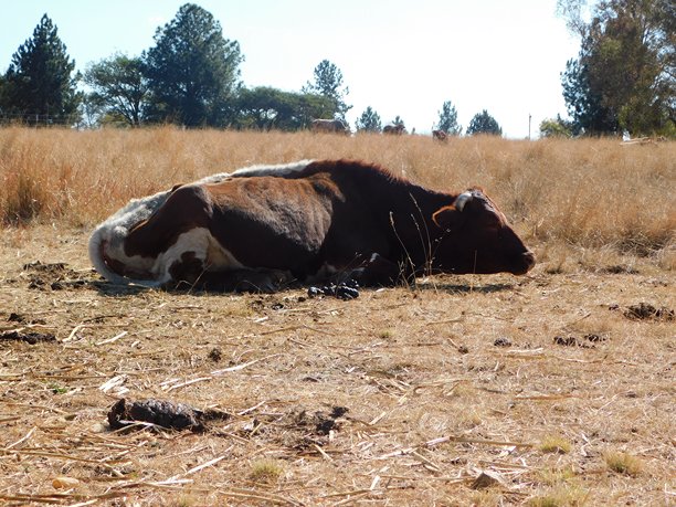 阳光下，冬季金色草地上躺着一只瘦弱的棕白色公牛的特写照片图片下载