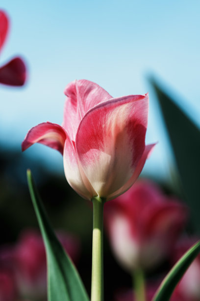 盛开的郁金香在明亮阳光下的特写照片图片下载