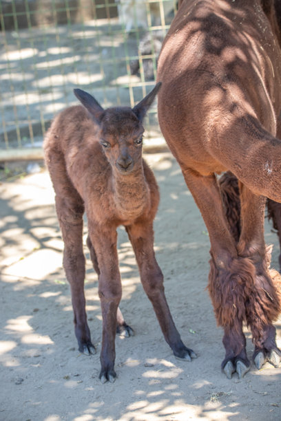 一只棕色的小羊驼和它的母亲在动物园里，来自匈牙利巴拉顿的西奥福克动物园的可爱照片图片下载