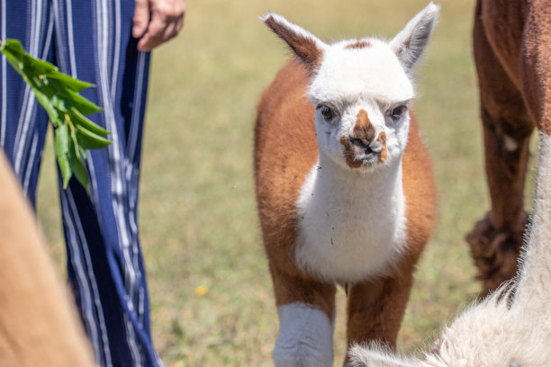 一只棕白相间的羊驼在草地上，色彩斑斓，来自匈牙利巴拉顿湖索尔福克动物园的可爱照片图片下载