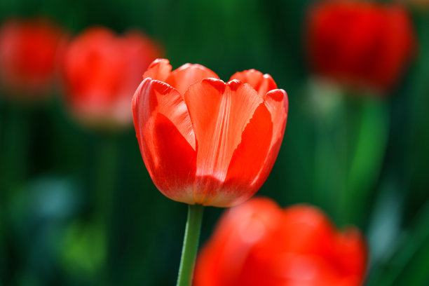 盛开的郁金香在明亮阳光下的特写照片图片下载