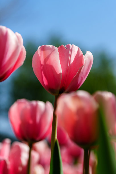 盛开的郁金香在明亮阳光下的特写照片图片下载