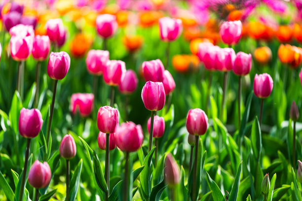 盛开的郁金香在明亮阳光下的特写照片图片下载