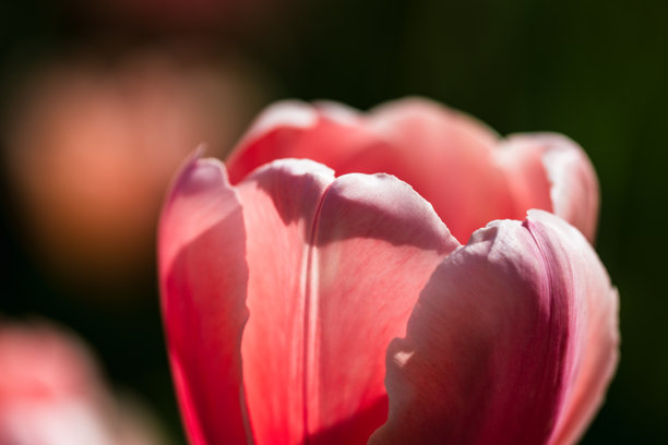 盛开的郁金香在明亮阳光下的特写照片图片下载
