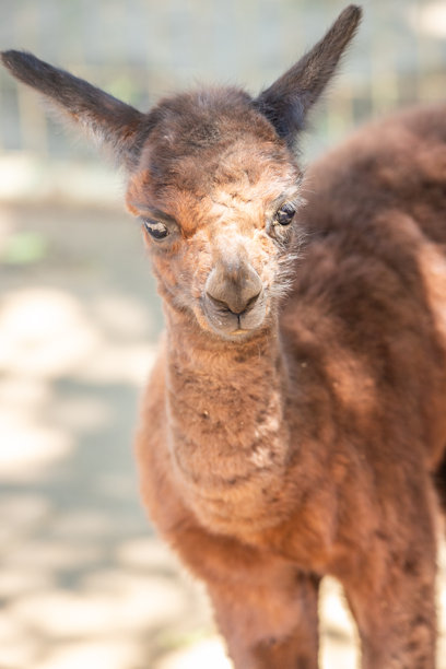 一只棕色的小羊驼和它的母亲在动物园里，来自匈牙利巴拉顿的西奥福克动物园的可爱照片图片下载