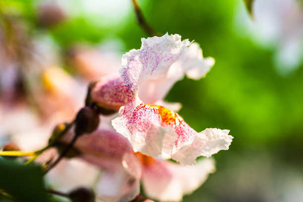 盛开的梓树特写照片，沐浴在明亮的阳光下图片下载