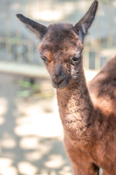 一只棕色的小羊驼和它的母亲在动物园里，来自匈牙利巴拉顿的西奥福克动物园的可爱照片图片下载